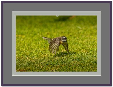 07-Fantails3P2A6570-6570